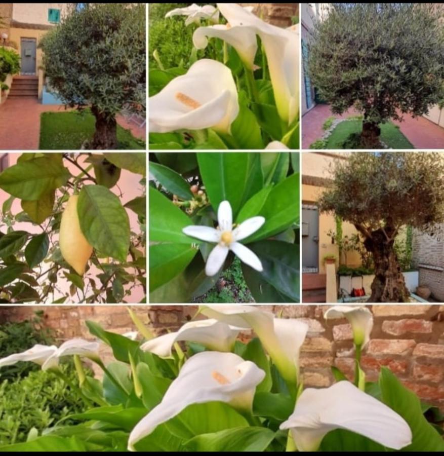 B&B La Chicca Равенна Екстер'єр фото